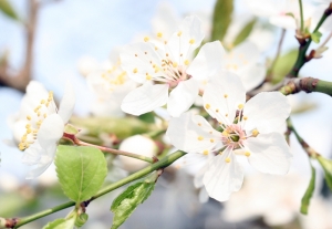 Schlehe (Prunus spinosa)